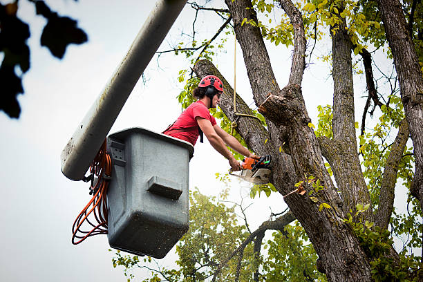 Best Tree Risk Assessment  in Schuylerville, NY